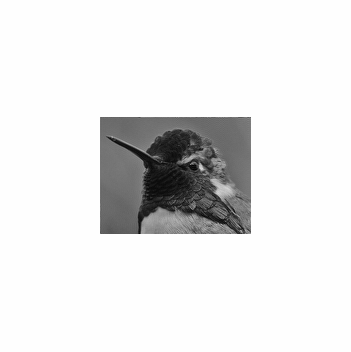 hummingbird_u0_constr.gif