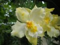 IMG_8869-orchid 