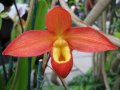 IMG_8881-orchid 