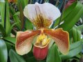 IMG_8884-orchid 