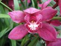 IMG_8894-orchid 