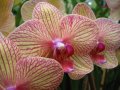 IMG_8898-orchid 