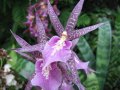 IMG_8901-orchid 