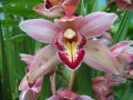 IMG_8906-orchid 