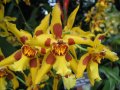 IMG_8907-orchid 