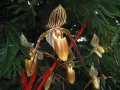 IMG_8909-orchid 