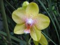 IMG_8916-orchid 