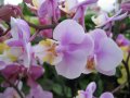 IMG_8928-orchid 