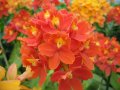 IMG_8929-orchid 