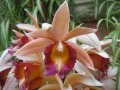 IMG_8932-orchid 