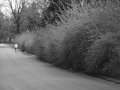 IMG_9526-4 