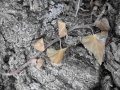 IMG_9594-2 