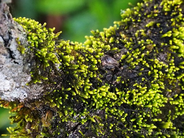 P1013361-2.JPG