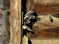 IMG_4503-2
