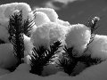 IMG_8464-2