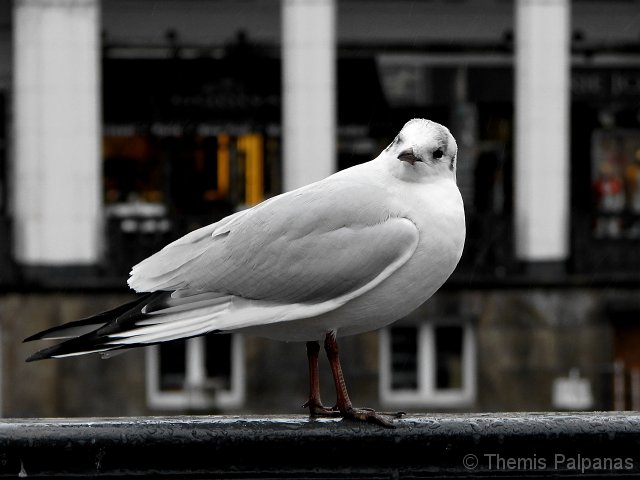 IMG_0250-2.jpg