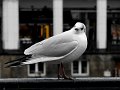 IMG_0250-2
