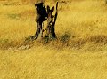 IMG_2905-2