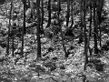 IMG_2906-3