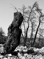 IMG_2917-2