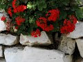 IMG_2374-2