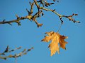 IMG_1239-2