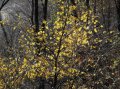 IMG_1929-3 