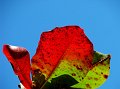 IMG_7186-2